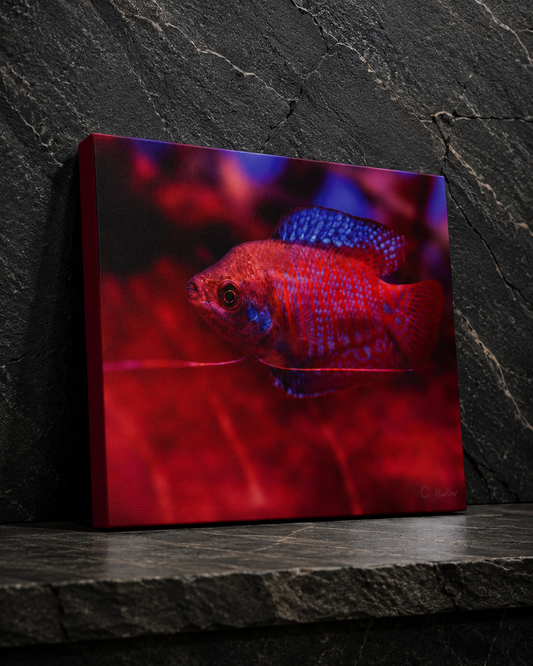 INSTINCT. Depth — Ember Drift
