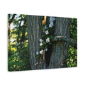 INSTINCT. Canvas — Rooted Renewal