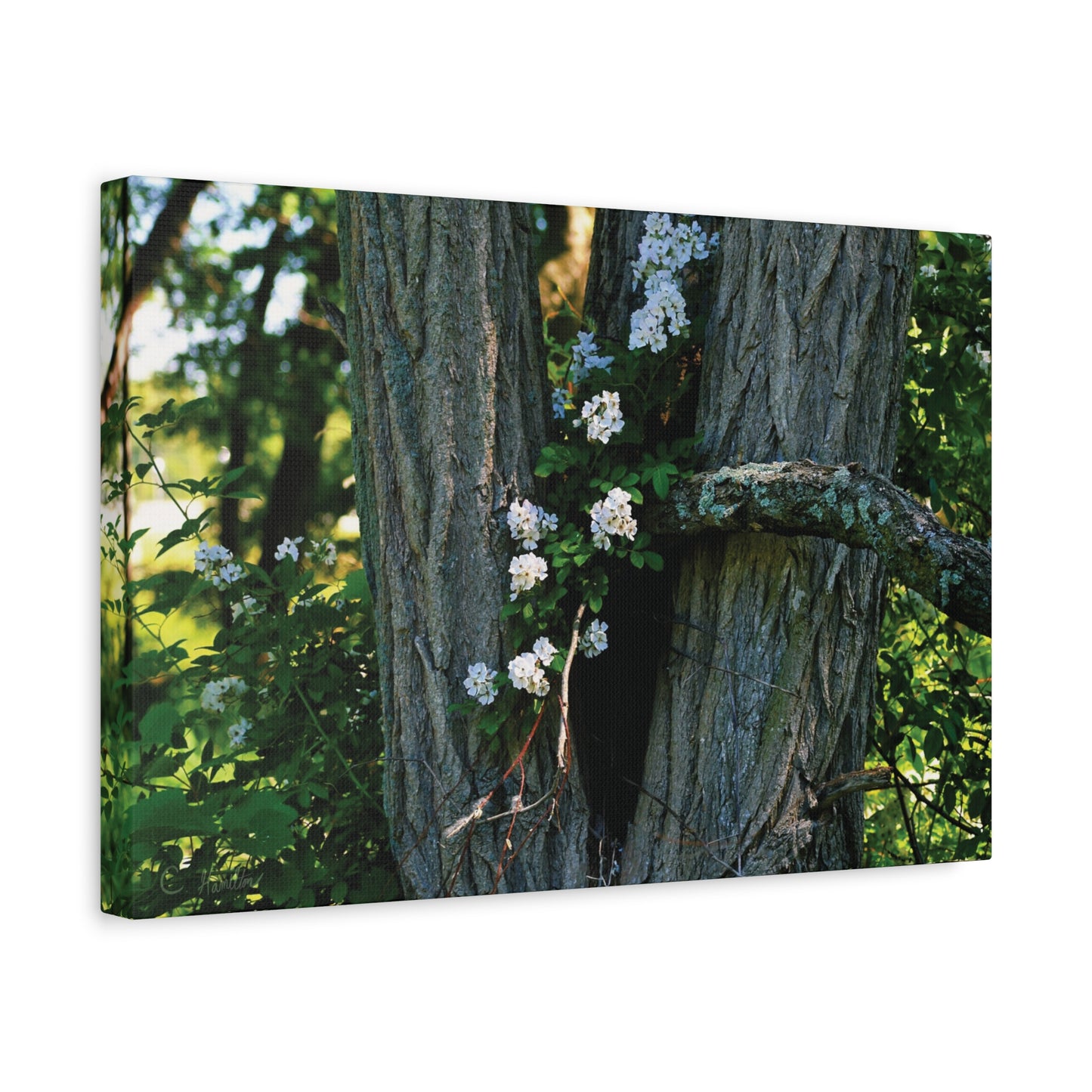 INSTINCT. Depth — Rooted Renewal