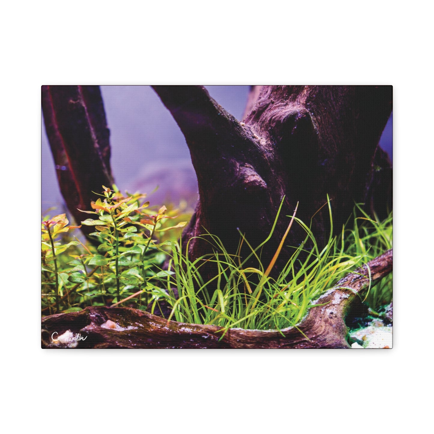 INSTINCT. Depth — Rooted