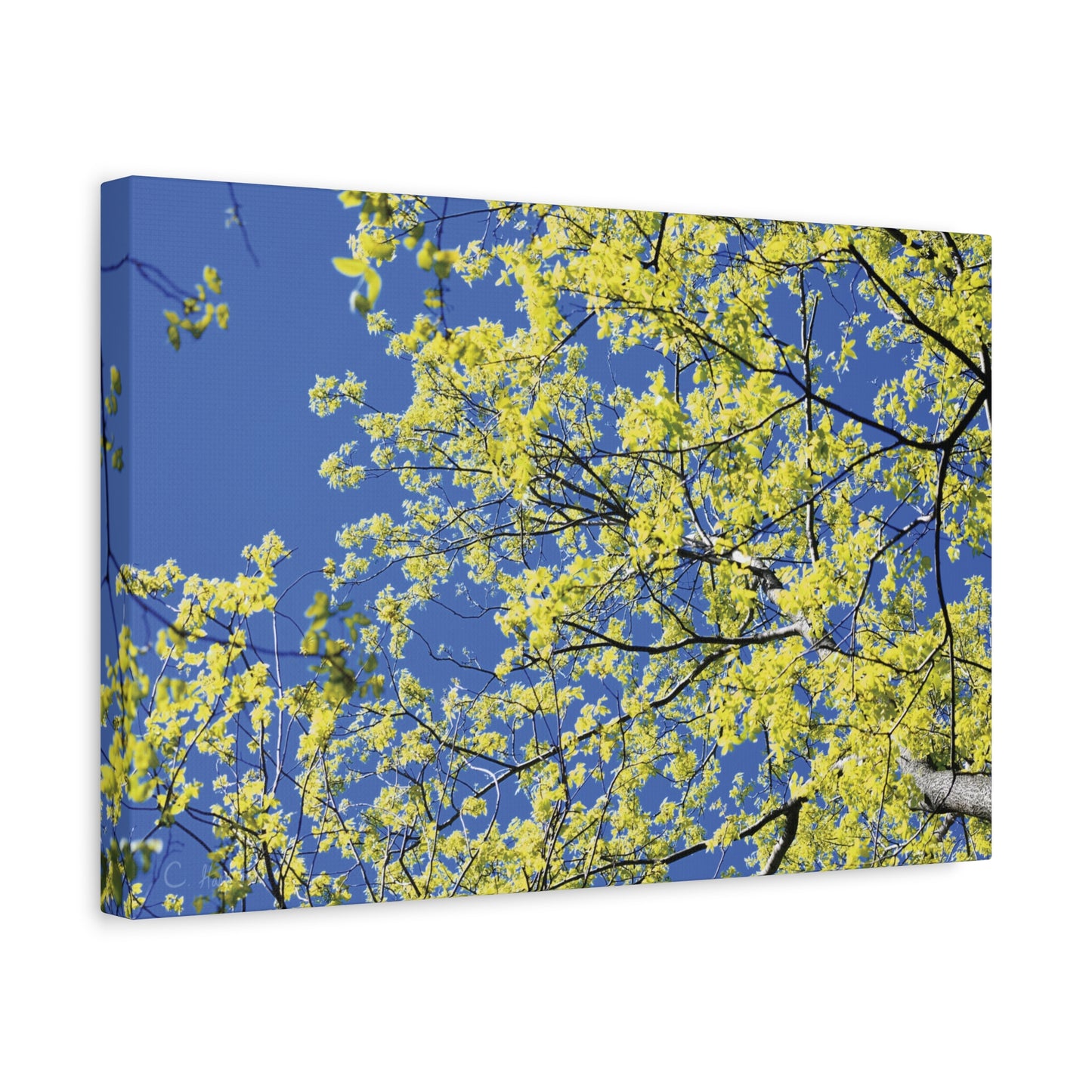 INSTINCT. Depth — Canopy Light