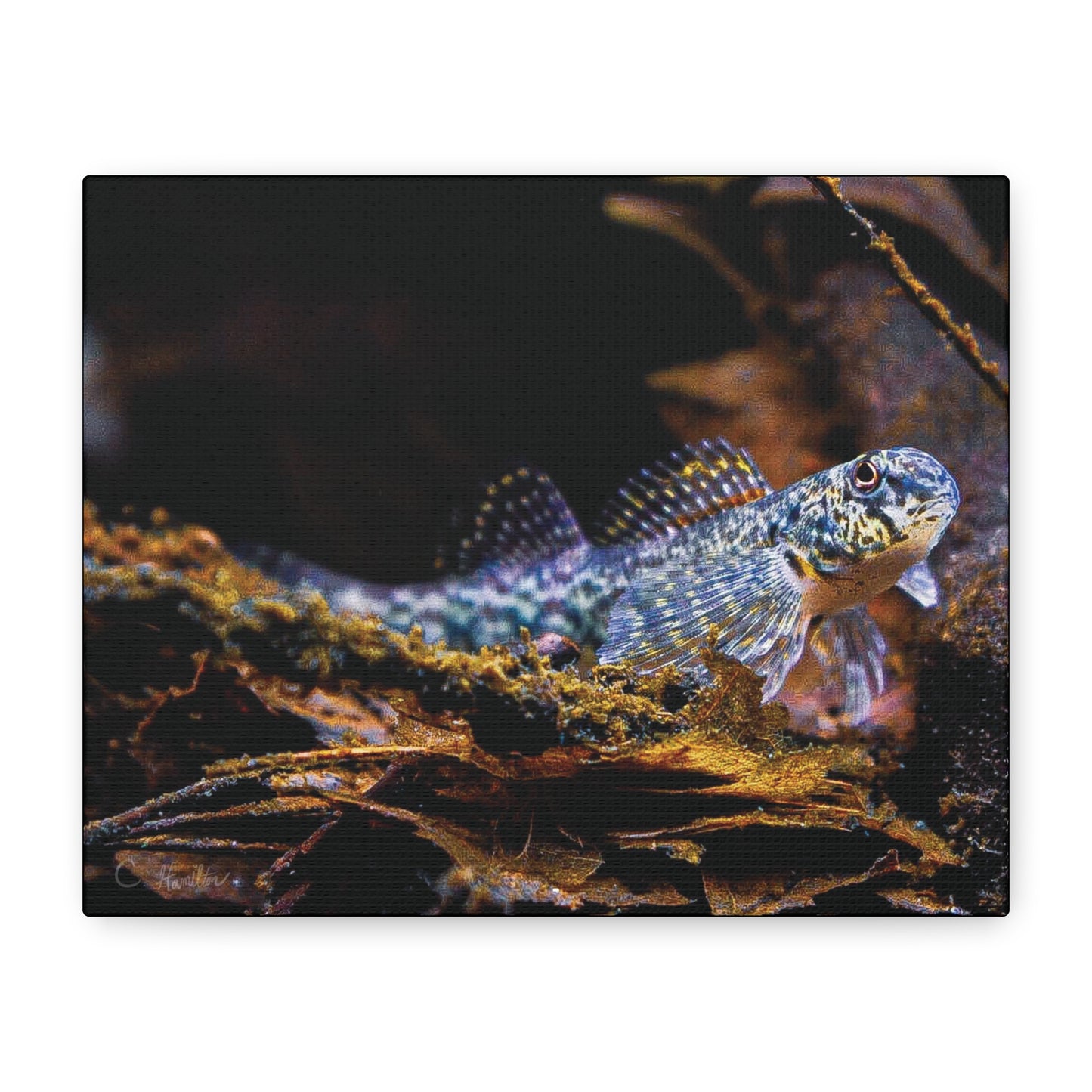 INSTINCT. Depth — Leaf Litter