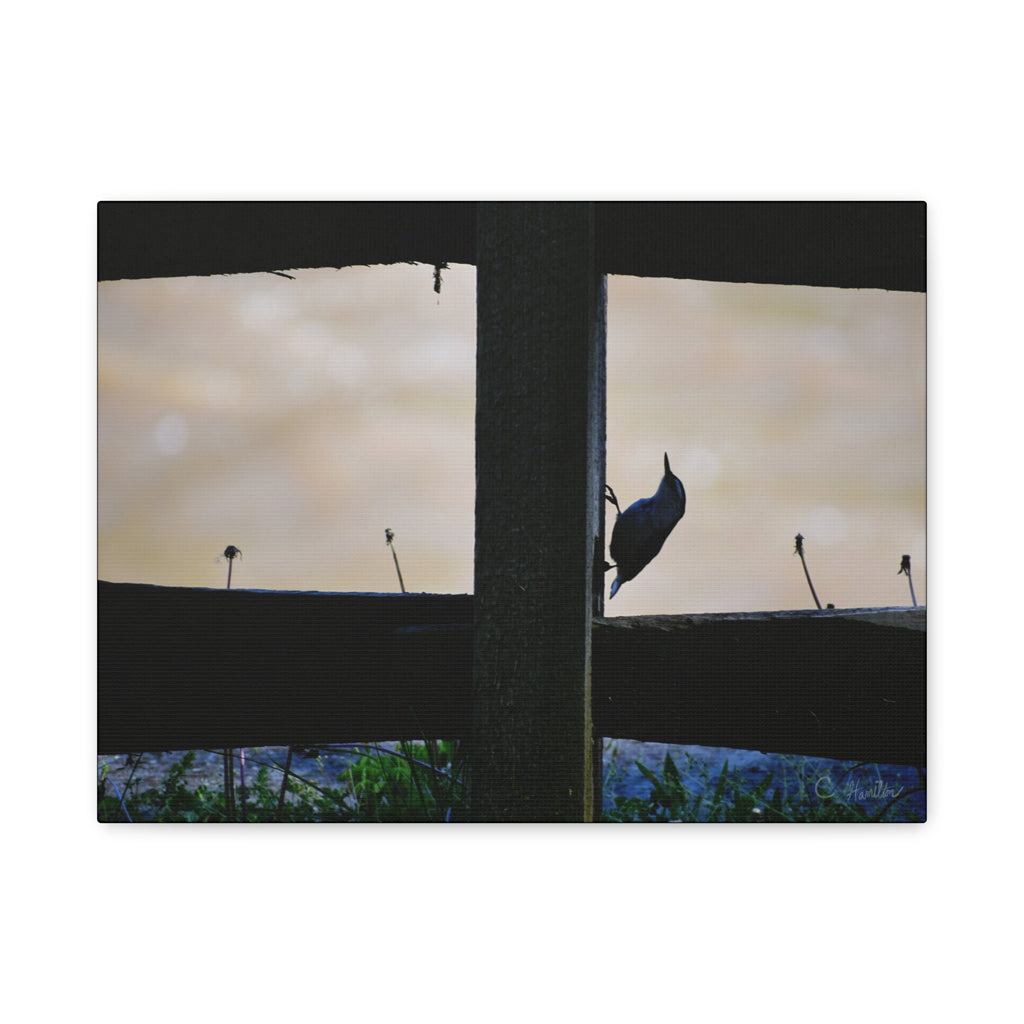 INSTINCT. Canvas — Window Watch