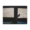INSTINCT. Canvas — Window Watch