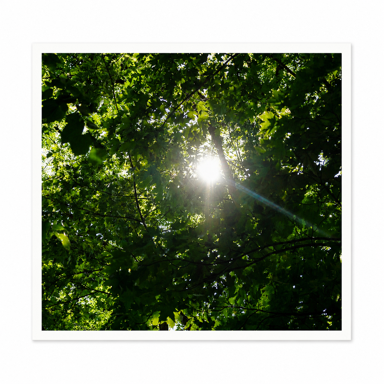 Light Through the Dark