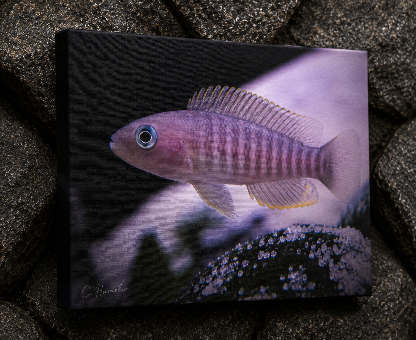INSTINCT. Depth — Emergence
