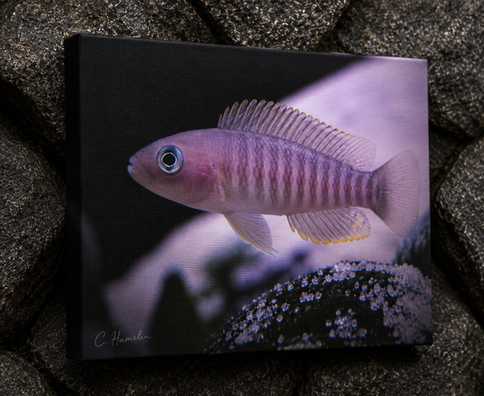 INSTINCT. Depth — Emergence