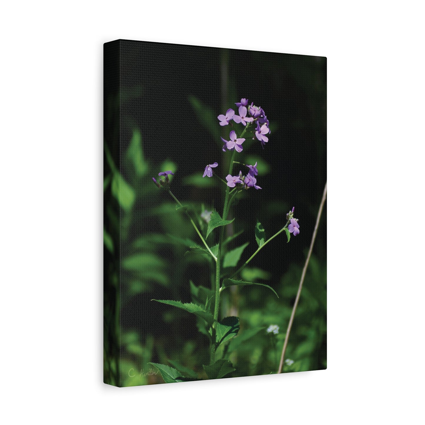 INSTINCT. Depth — Quiet Bloom