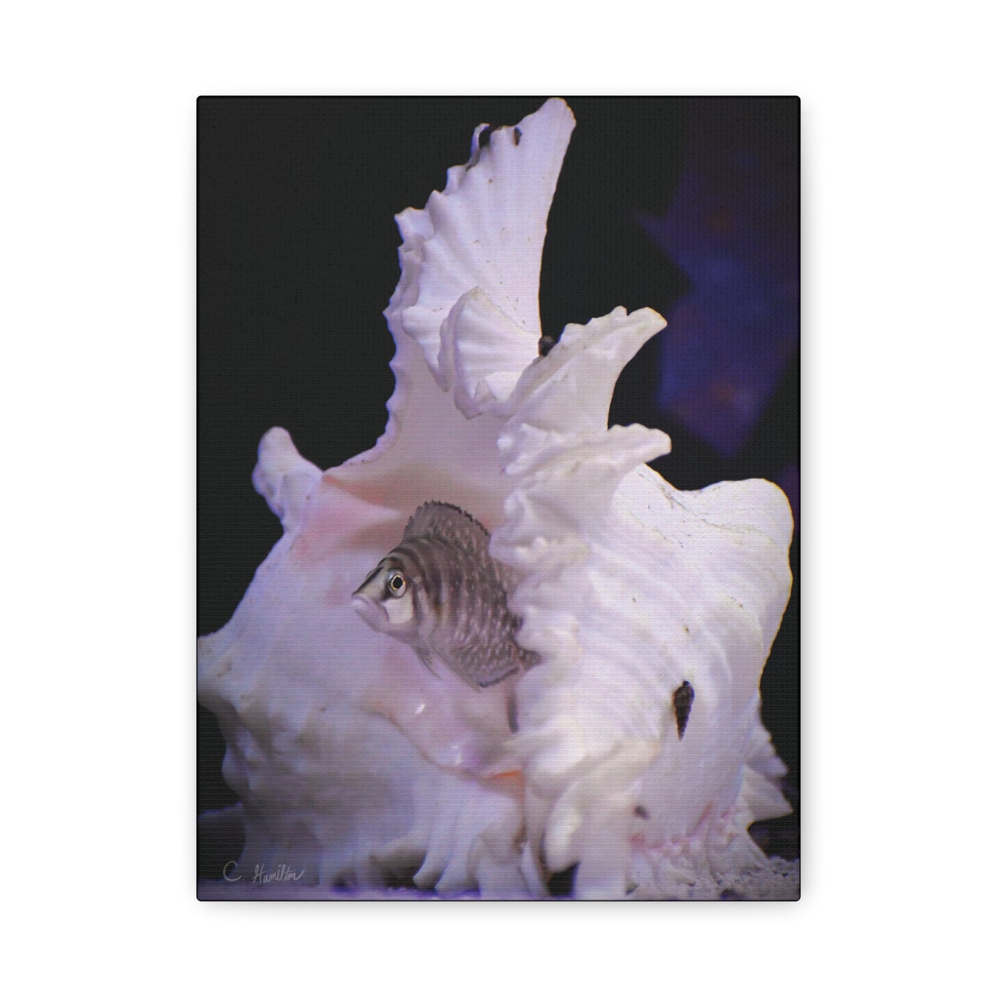 INSTINCT. Depth — Shellbound