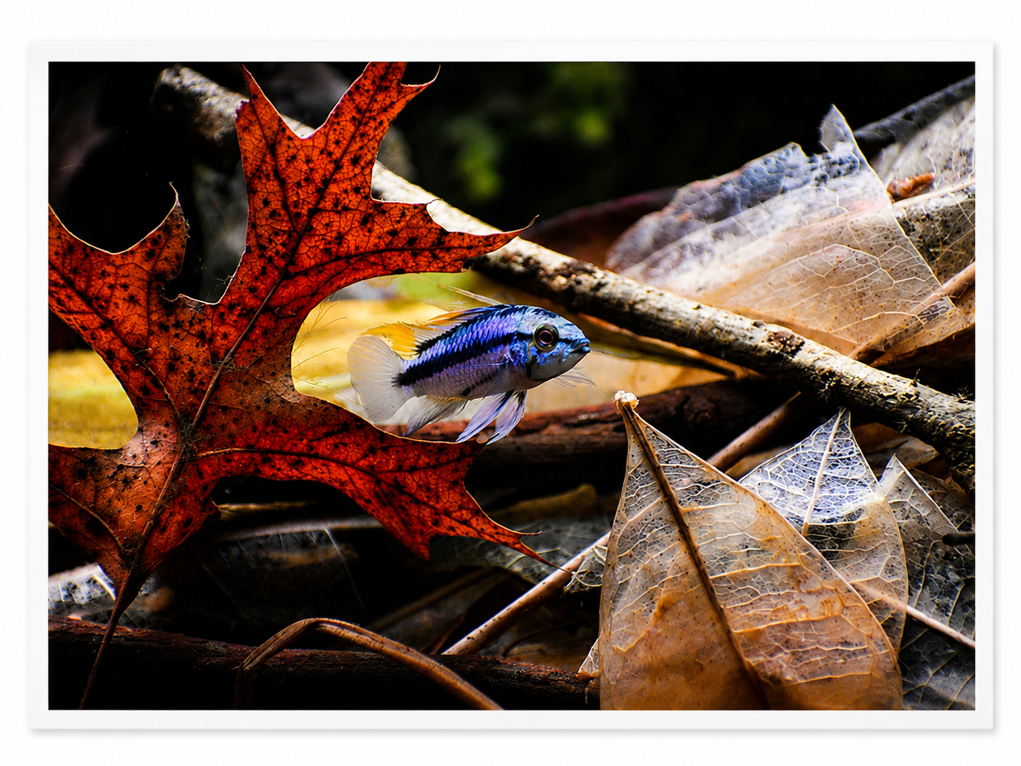Autumn Passage