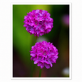 Twin Bloom