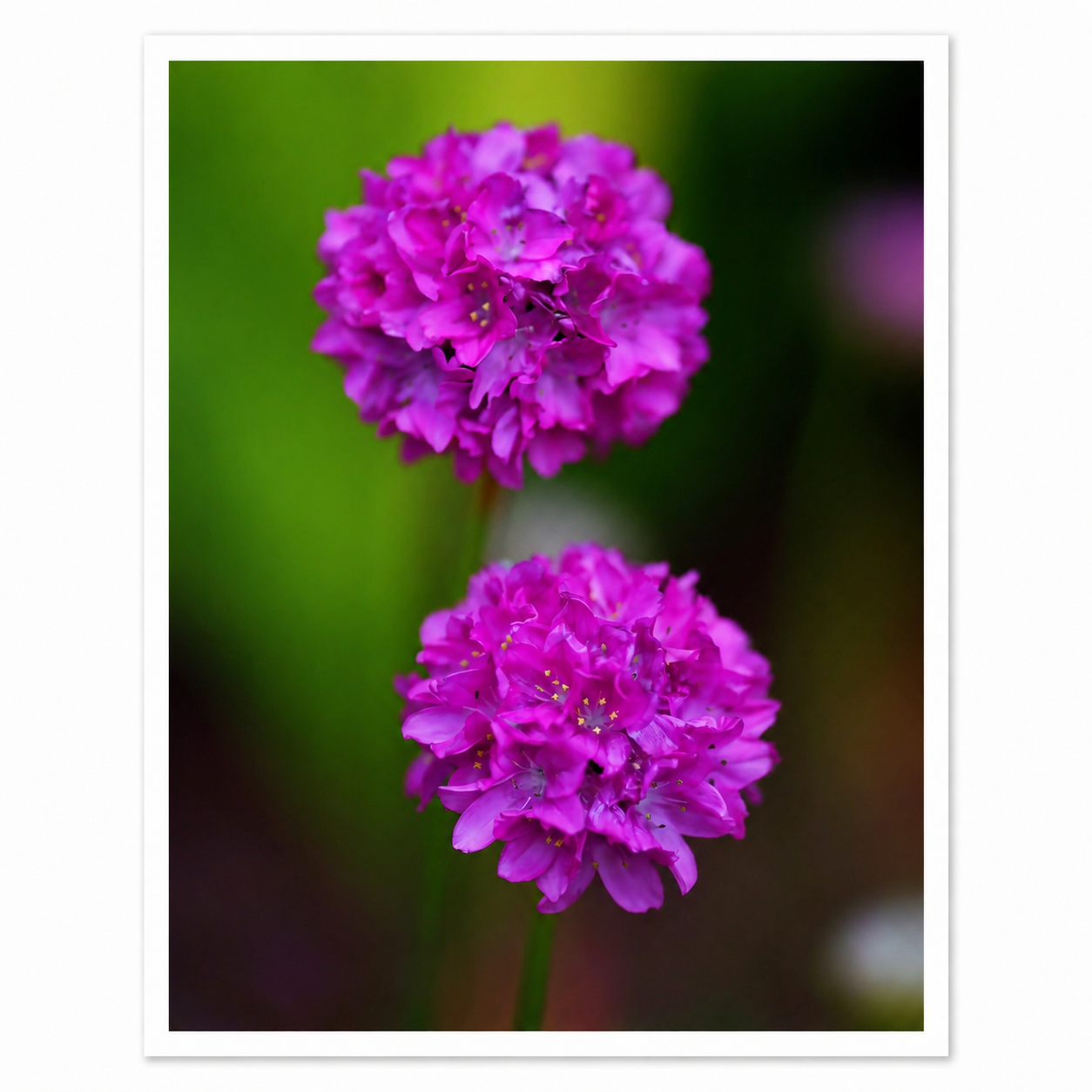Twin Bloom