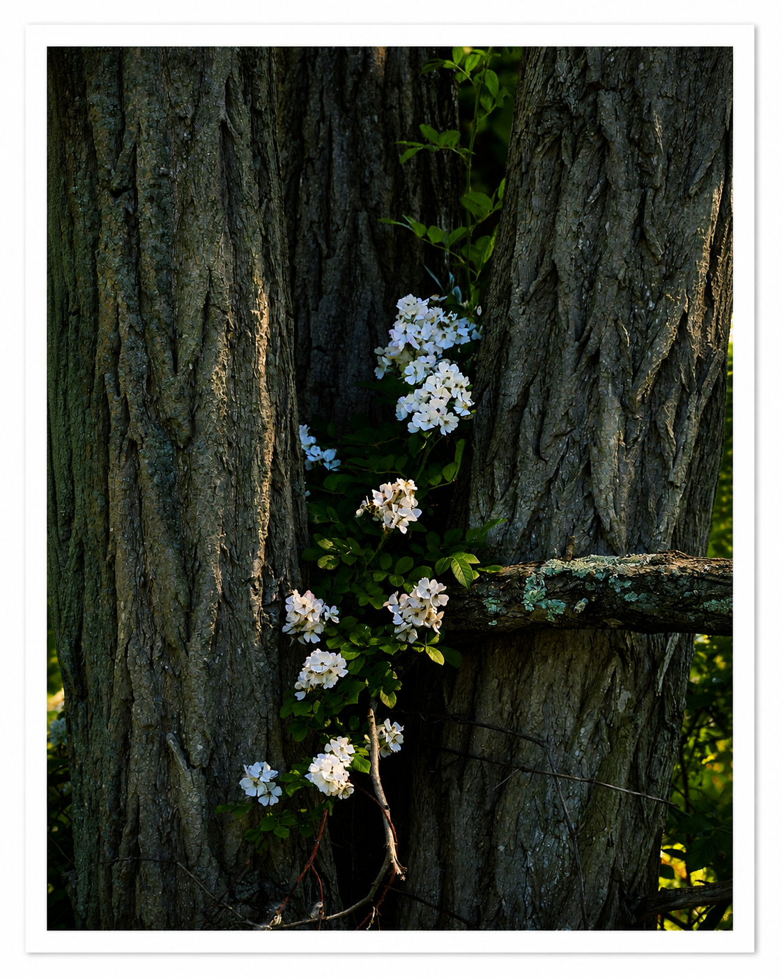 Rooted Renewal