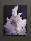 INSTINCT. Canvas — Shellbound