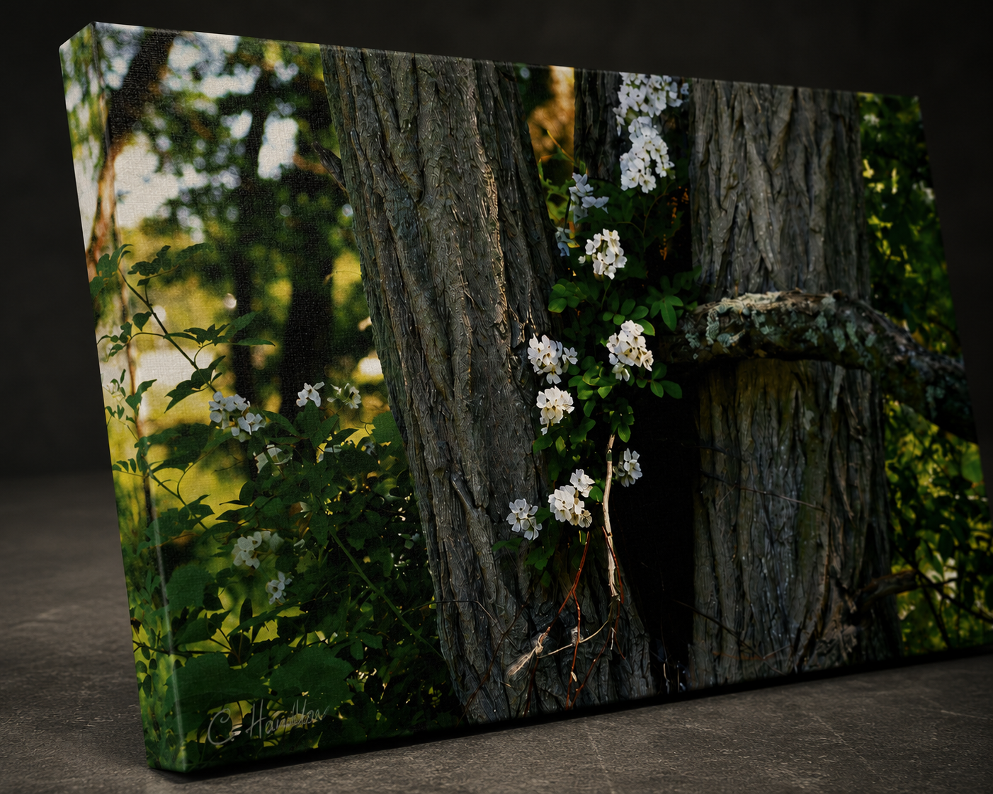 INSTINCT. Depth — Rooted Renewal