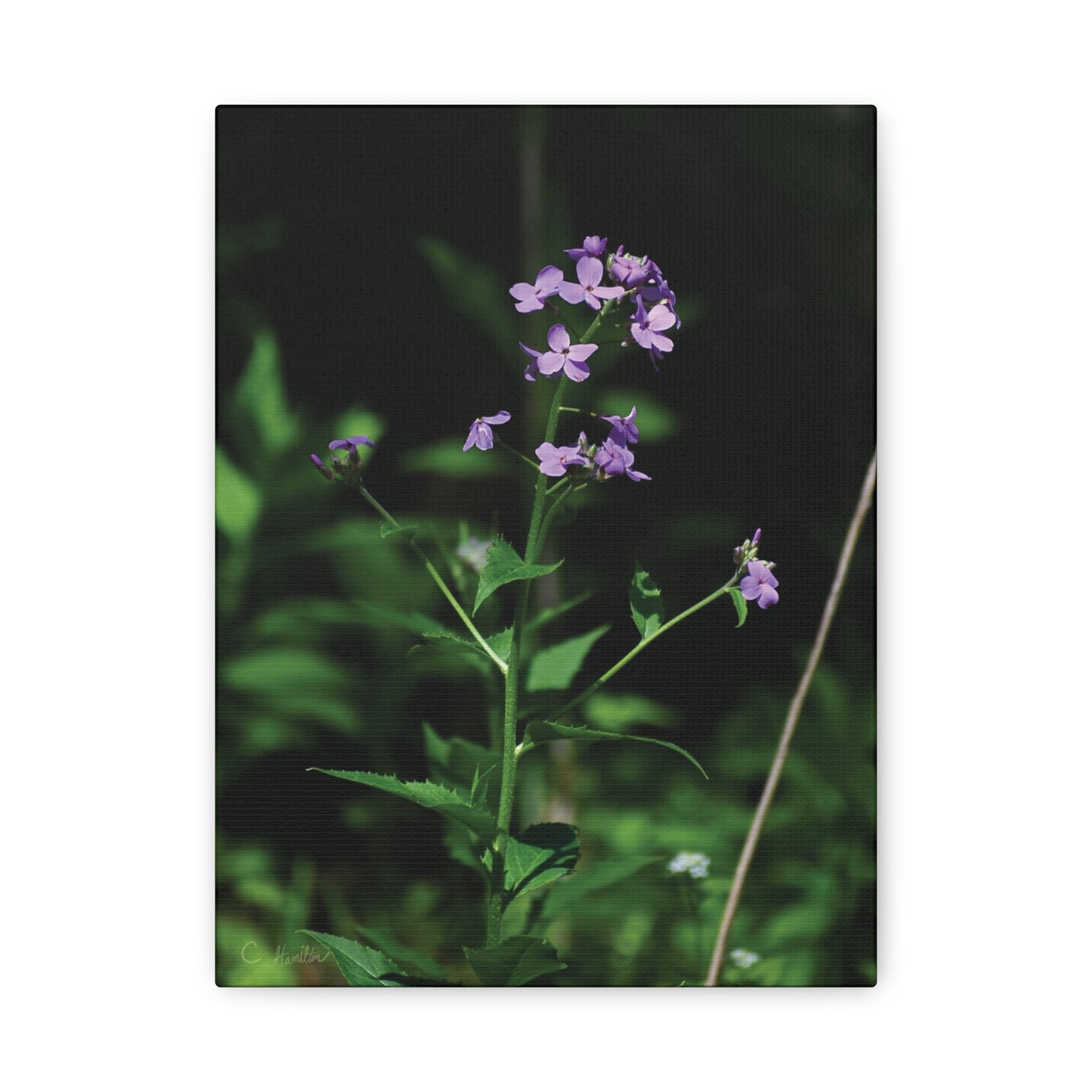 INSTINCT. Depth — Quiet Bloom