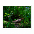 Robin Foraging