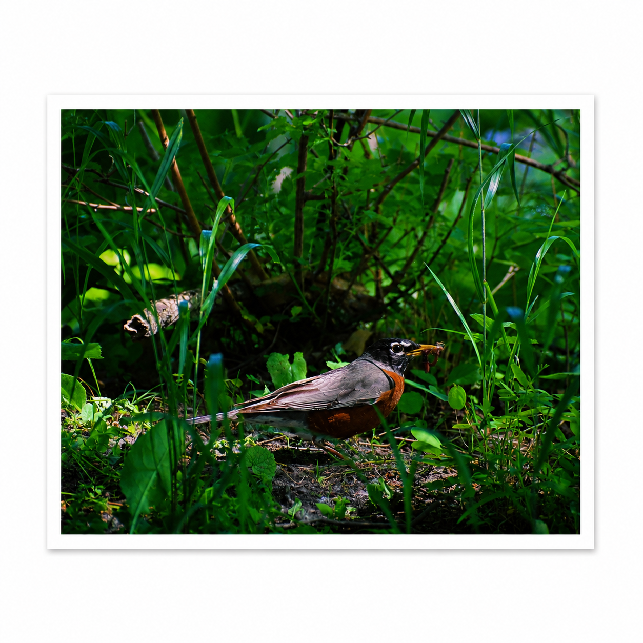 Robin Foraging