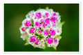 Bloom Within