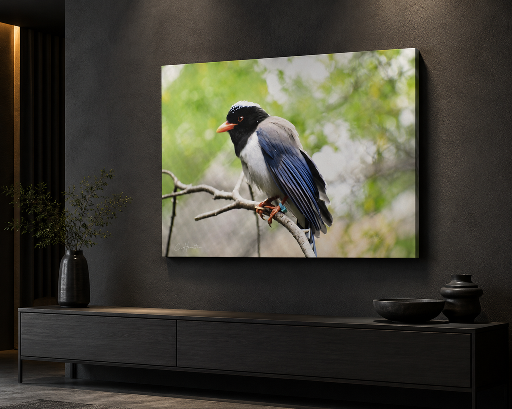 INSTINCT. Canvas — Perch Point